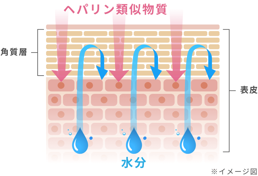 ヘパリン類似物質 角質層 表皮 水分 ※イメージ図